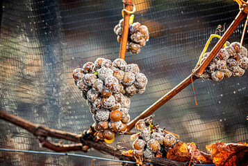 Edelfaule Trauben (Botrytis) am Stock hängend, Burgenland, Österreich