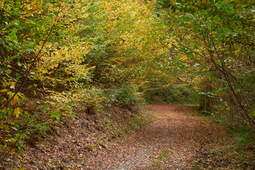 Weg durch den farbenfrohen Herbstwald