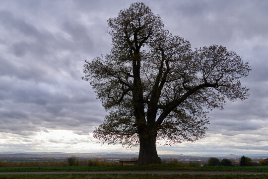 รูปภาพRosopsida เลือกดูภาพถ่ายสต็อก เวกเตอร์ และวิดีโอ295 Adobe Stock