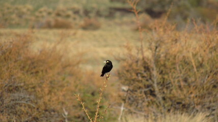 BLACK BIRD WITH WHITE BEAK