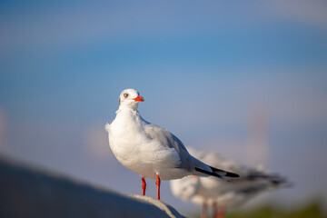 Seagulls at Bang Pu. The cold migratory seagulls from Siberia to the warm regions of Thailand. Making Bang Pu become one of the most important tourist destinations in Thailand.