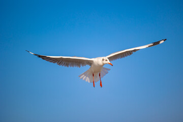 Seagulls at Bang Pu. The cold migratory seagulls from Siberia to the warm regions of Thailand. Making Bang Pu become one of the most important tourist destinations in Thailand.