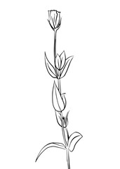 Vector illustration of a carnation flower. Doodle style.