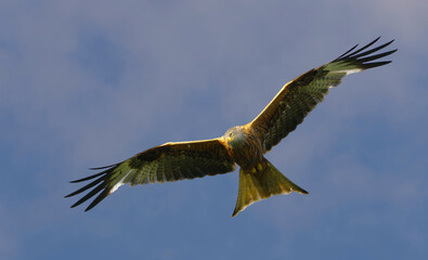 red kite in flight against blue sky