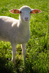 Kleines, junges Lamm auf der Weide