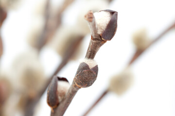 Pussy willow fluffy tiny spring bud with blur background © Tanaly