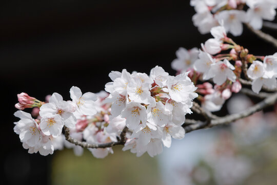 7 403 Best 綺麗 ピンク 春 枝 Images Stock Photos Vectors Adobe Stock