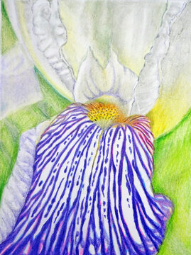 Primo piano di iris con sfumature