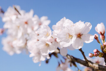 桜の花　桜　春の訪れ　クローズアップ　2021年