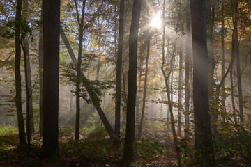 Sonnenstrahlen durchbrechen den Nebel im herbstlichen Wald