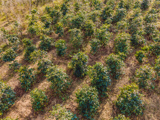 Aerial drone view of a green coffee field in Vietnam