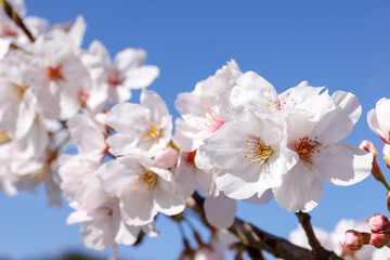 桜の花　桜　春の訪れ　クローズアップ　2021年