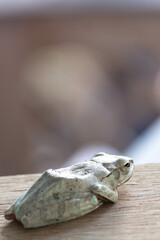 Some kind of animal called tree frog, most found in tropical area.