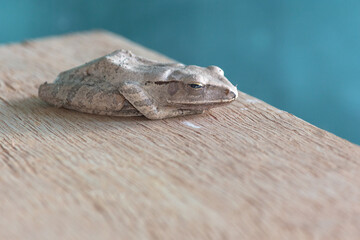 Some kind of animal called tree frog, most found in tropical area.