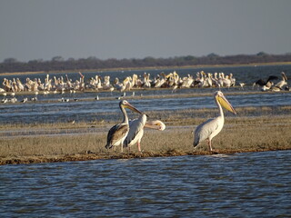 birds in the water with sunset