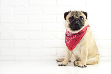  Funny sitting Pug dog wearing red bandana   on white background  with copu space  for text . advertising  dog concept .