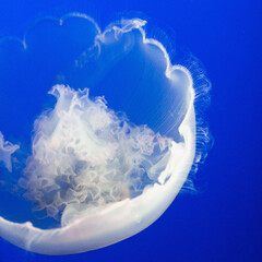 jellyfish in aquarium