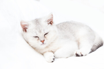 Small white British kitten sleeping on a white blanket.