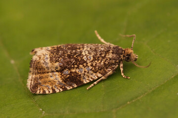 Lateral closeup of the Common Marble tortrix micro moth, Celypha lacunana