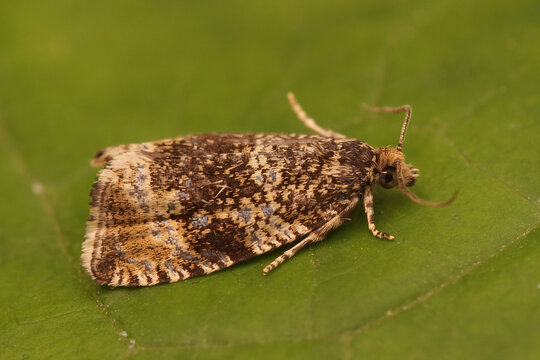 Lateral closeup of the Common Marble tortrix micro moth, Celypha lacunana