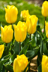 .Colorful tulips blooming in the spring garden, selective focus.