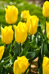 Obraz premium .Colorful tulips blooming in the spring garden, selective focus.