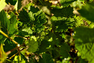 Close up of grape vines. Young leaves of grapes in sunlight