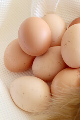 natural organic raw brown chicken eggs with feather