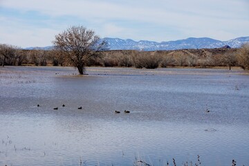 Bosque Del Apache National Wildlife Refuge in New Mexico
