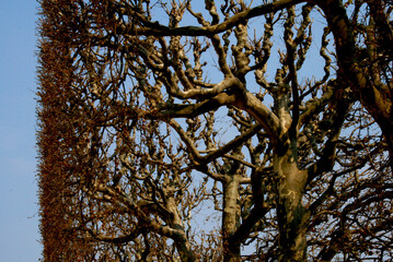 tree and sky