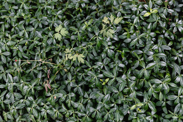 Green wall from a climbing plant. Live natural hedge. Gardening course. Natural background with copy space, text place. Four-leafed herb. Abstract. Wallpaper. Yard and exterior decoration. Summertime