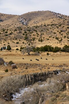 Cattle farm in New Mexico USA