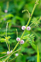 pink flower photo