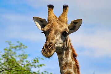 Naklejka premium Giraffe in Etosha National Park 