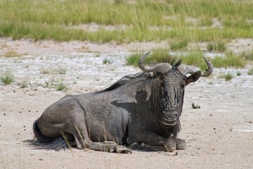Fototapeta premium A sitting Gnu in Etosha Nationalpark in Namibia