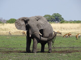 Fototapeta premium elephant playing in the mud