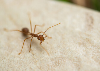 Red ant,Weaver Ants (Oecophylla smaragdina) or semut rangrang. selective focus and blurry image.