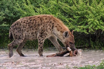 Laughing Hyena in Etosha National Park