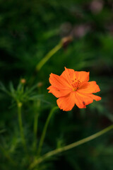 orange flower photo