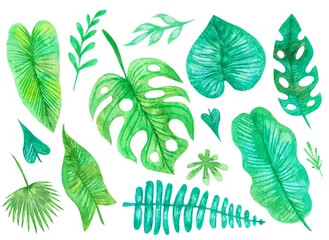 Meubelstickers Tropische bladeren Group big green leaves exotic palm tree on white background. Tropical plant foliage set with visible texture isolated on white.