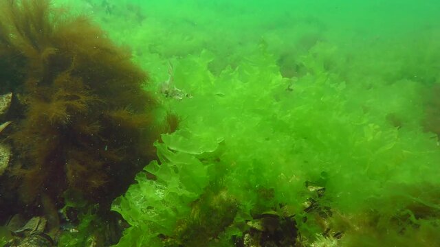 Vast thickets of Sea lettuce (Ulva lactuca) on the seabed.