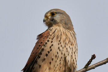 Portrait eines männlichen Turmfalken