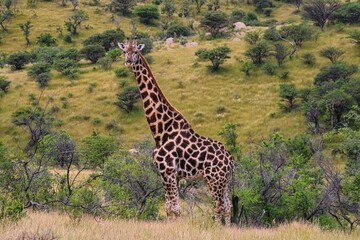 Naklejka na ściany i meble Giraffe in Etosha National Park 