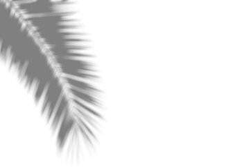 Shadow overlay effect for photo. Blurred shadows from palm leaves and tropical branches on a white wall in sunlight. 