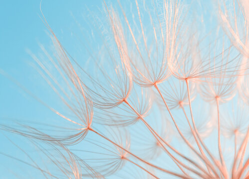 dandelion parachutes on blue sky background, natural background