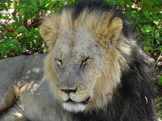 Obraz premium lion laying under a tree