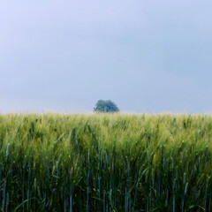 green wheat field