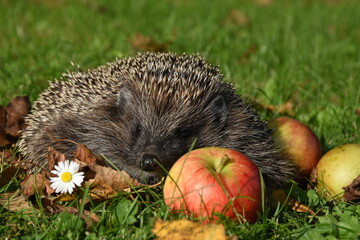 Igel, Herbst, Stachel, Apfel, Fallobst, Wiese, Gras, Stacheln, Schnauze, Nase, Jungtier, Jung,...