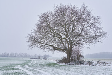 Schneebedeckter Walnussbaum in winterlicher Ackerlandschaft