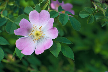 Sprig of  big pink dog-rose flower and green leaves